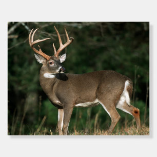 White-tailed Deer Tennessee Foam Board