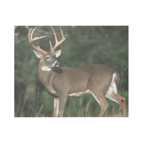 White_tailed Deer  Tennessee Gallery Wrap