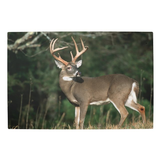 White-tailed Deer | Tennessee Metal Print (Front)