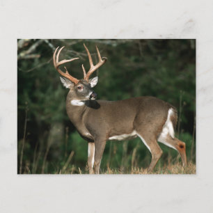 White-tailed Deer Tennessee Postcard