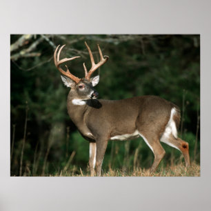 White-tailed Deer Tennessee Poster
