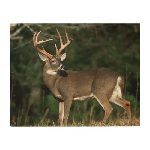 White_tailed Deer  Tennessee Wood Wall Art