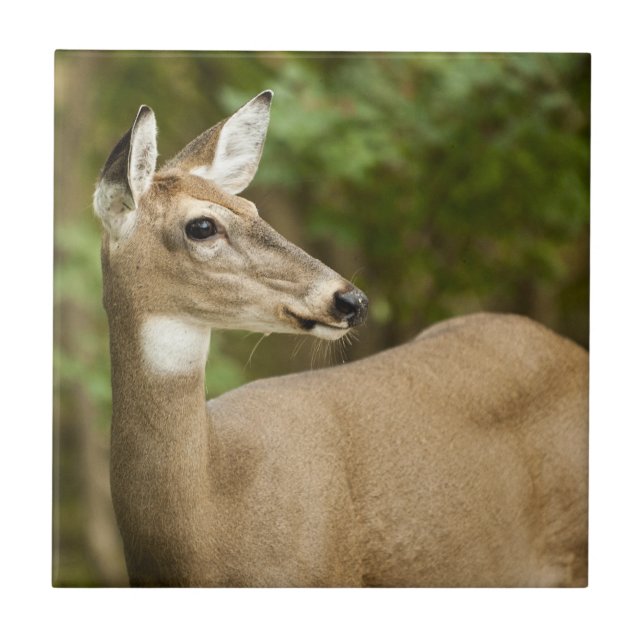 White Tailed Deer Tile (Front)