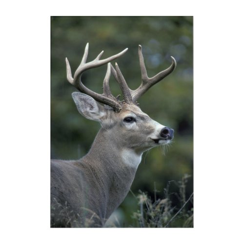 White_tailed Deer  Washington State Acrylic Print