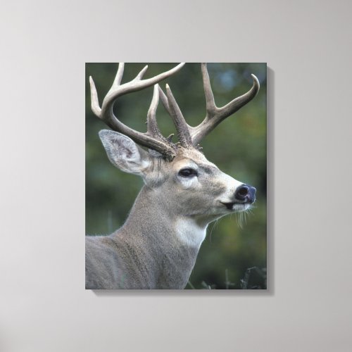 White_tailed Deer  Washington State Canvas Print