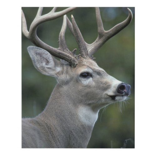 White_tailed Deer  Washington State Faux Canvas Print