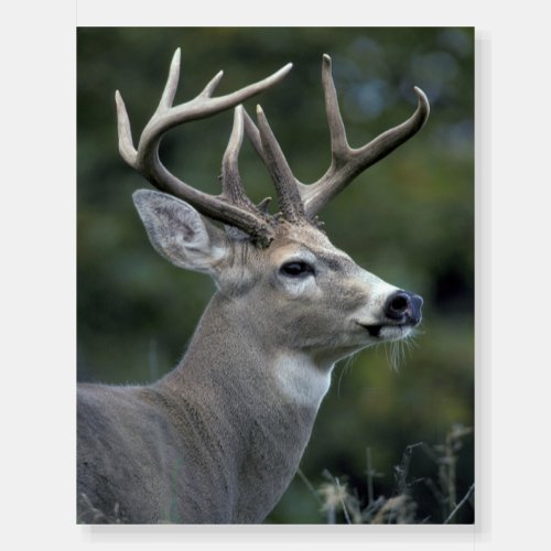 White_tailed Deer  Washington State Foam Board