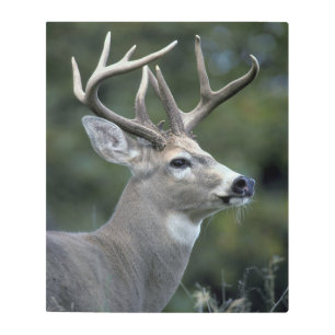 White-tailed Deer Washington State Metal Print