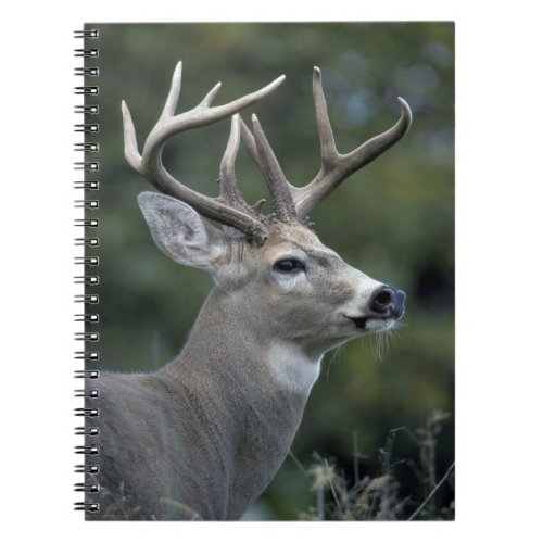 White_tailed Deer  Washington State Notebook