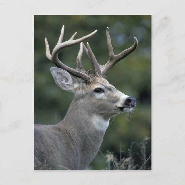 White-tailed Deer | Washington State Postcard (Front)