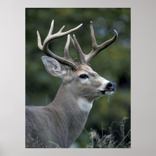 White_tailed Deer  Washington State Poster