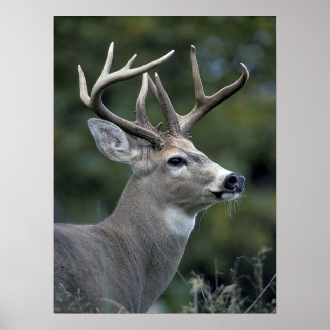 White-tailed Deer | Washington State Poster (Front)
