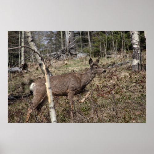 White_Tailed Deer Wildlife Artwork Poster