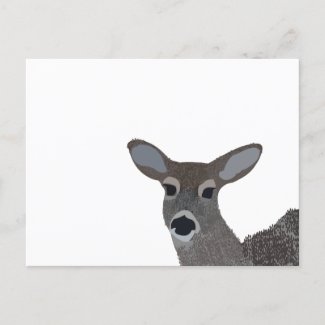 White Tailed Deer Wildlife Cute Animal