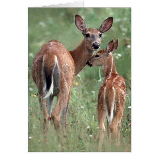 White-tailed deer with fawn cards (Front)