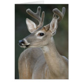 White-tailed Deer With Velvet Antlers (Front)
