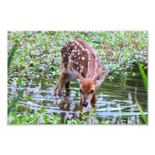 White_tailed fawn drinking Photo Enlargement