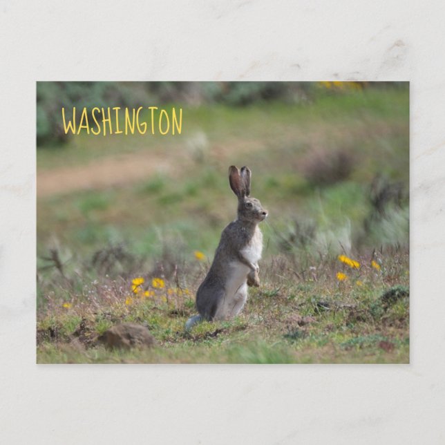 White Tailed Jackrabbit Postcard (Front)