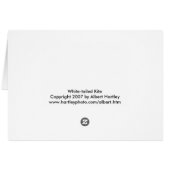 White-tailed Kite Cards (Back Horizontal)
