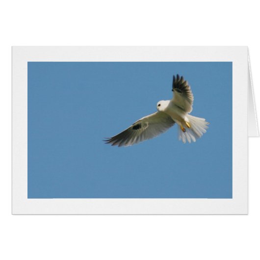 White-tailed Kite Cards (Front Horizontal)