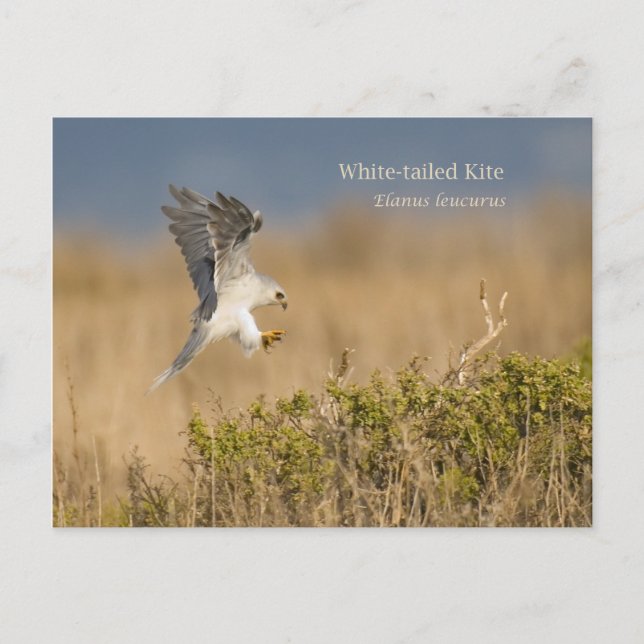 White-tailed Kite Postcard (Front)