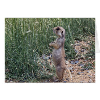 White-tailed prairie dog cards