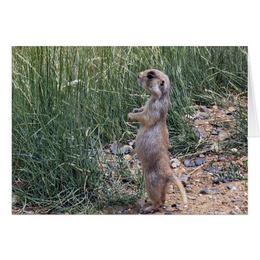White-tailed prairie dog cards (Front Horizontal)