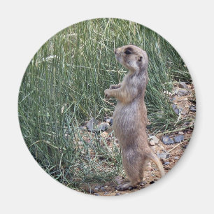 White-tailed prairie dog magnet