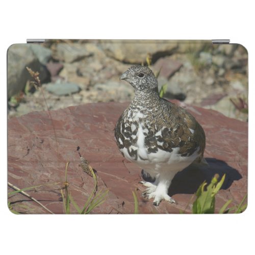 White_tailed Ptarmigan Lagopus leucurus iPad Air Cover