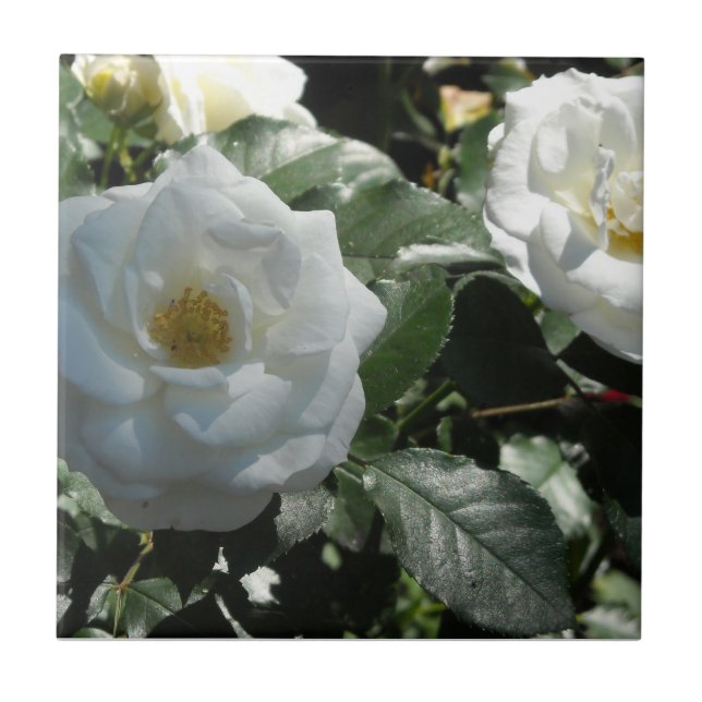 White Tea Roses Tile (Front)
