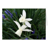 White Thalia Daffodils (Front Horizontal)