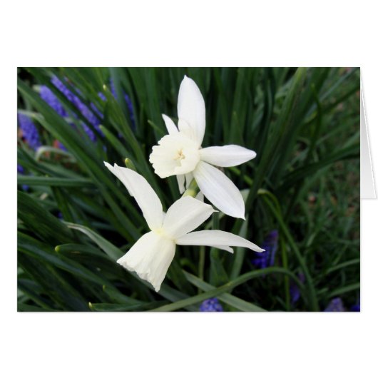 White Thalia Daffodils Cards (Front Horizontal)