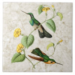 White Throat Mountain Gem Hummingbird Ceramic Tile at Zazzle