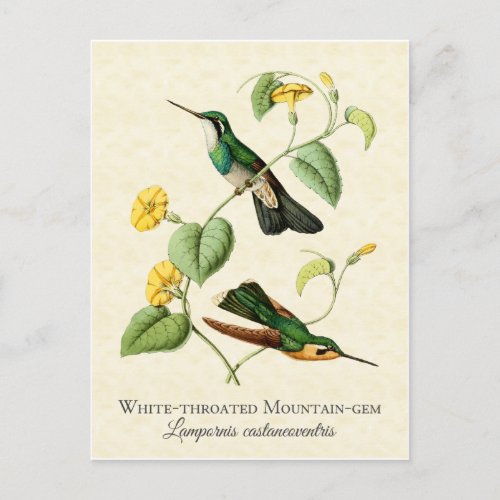 White Throat Mountain Gem Hummingbird Vintage Art Postcard