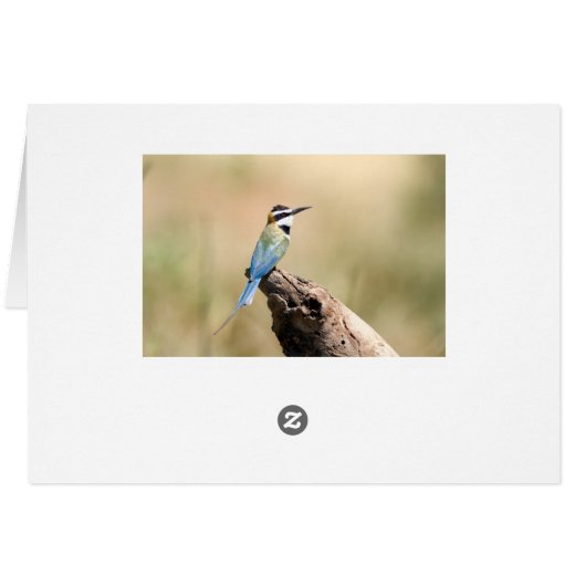 White throated Bee-eater (Back Horizontal)