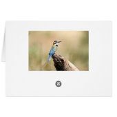 White throated Bee-eater Cards (Back Horizontal)