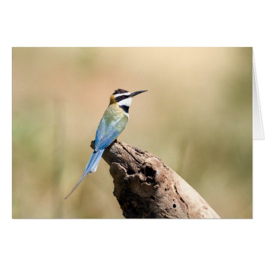 White throated Bee-eater Cards (Front Horizontal)