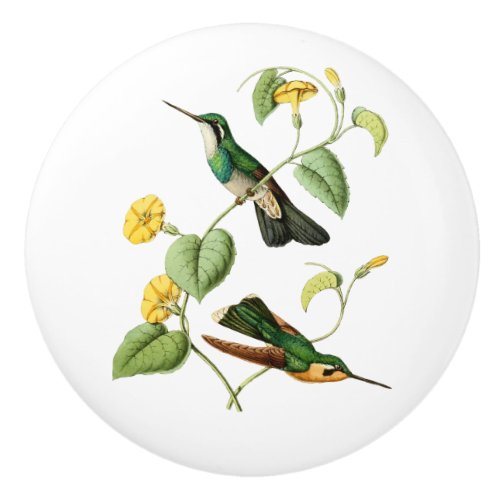 White Throated Mountain Gem Hummingbird Ceramic Knob