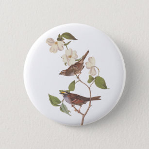 White-Throated Sparrow Audubon Bird in Dogwood Button