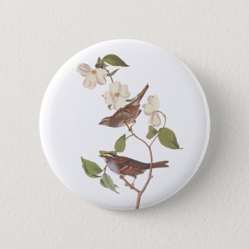 White_Throated Sparrow Audubon Bird in Dogwood Button