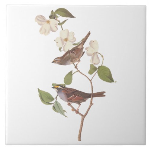 White Throated Sparrow Audubon Birds with Flowers Ceramic Tile