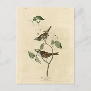 White throated Sparrow, Audubon's Birds of America Postcard