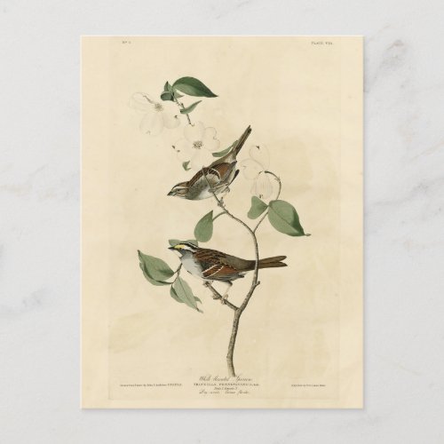 White throated Sparrow Audubons Birds of America Postcard