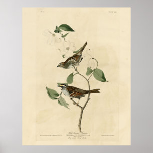 White throated Sparrow, Audubon's Birds of America Poster