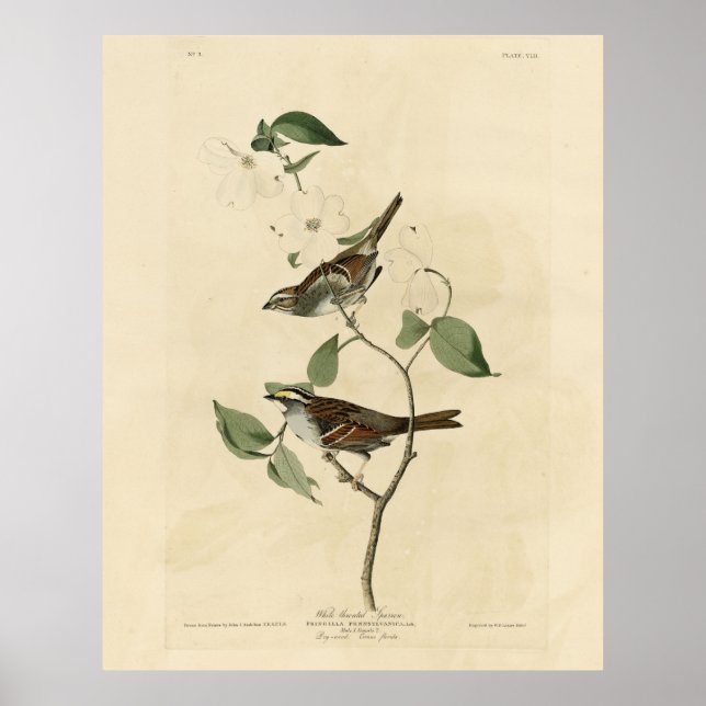 White throated Sparrow, Audubon's Birds of America Poster (Front)