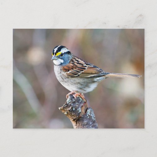 White Throated Sparrow bird pretty photo Postcard