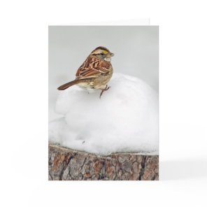 White-throated Sparrow Card