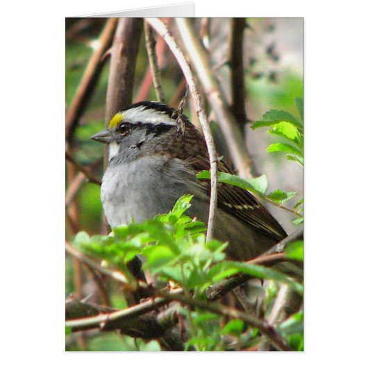 White-throated Sparrow Cards (Front)