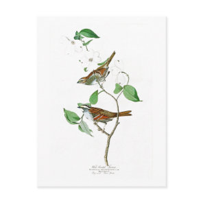 White Throated Sparrow John Audubon Birds America Postcard