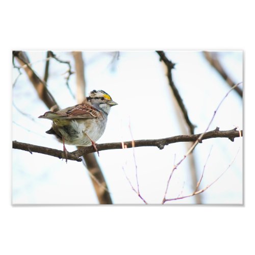  White Throated Sparrow Photo Print
